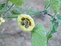 Cape Gooseberry (Physalis) flower